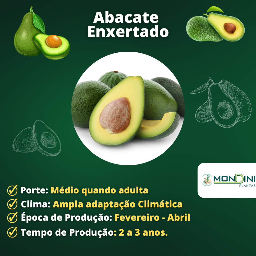 Muda de Abacate Enxertado