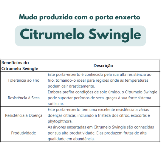 Porta Enxerto Citrumelo Swingle Mondini Plantas