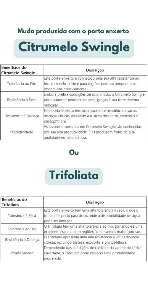 design sem nome 53