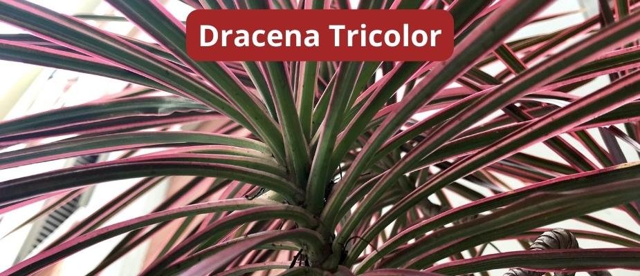 Como Cultivar Muda de Dracena Tricolor Como Cultivar Muda de Dracena Tricolor