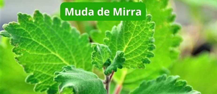 Como Cultivar Muda de Mirra