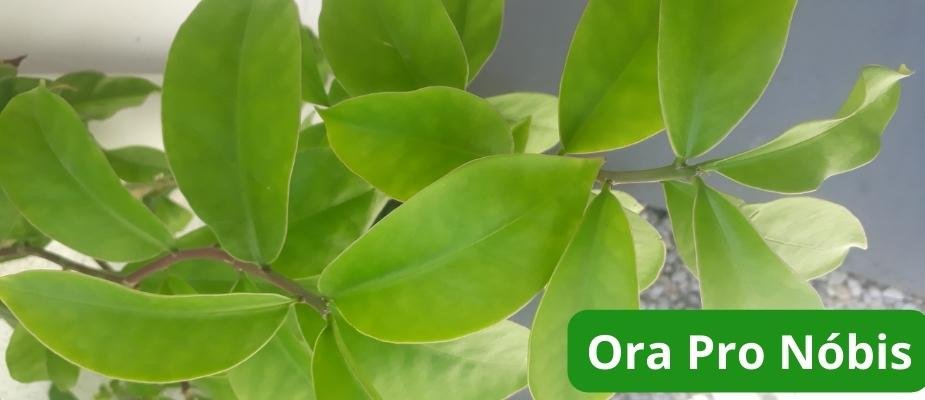 Como Cultivar Muda de Ora Pro Nóbis Como Cultivar Muda de Ora Pro Nóbis