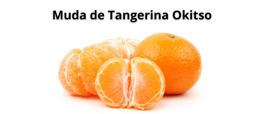 Muda de Tangerina Okitso