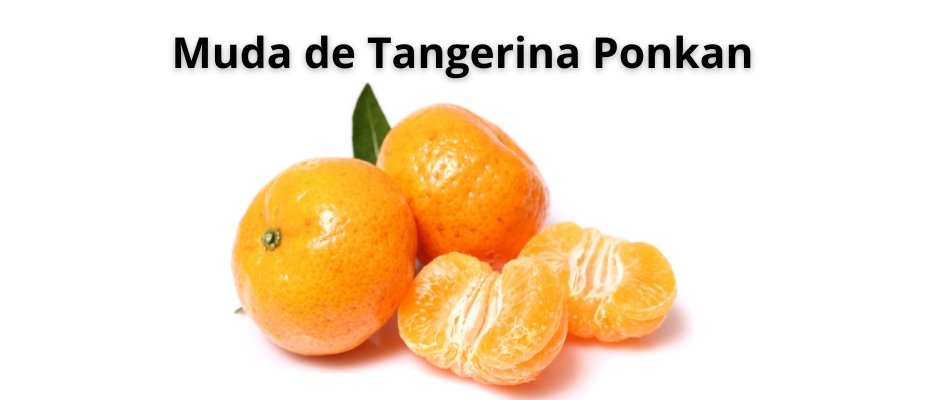 Muda de Tangerina Ponkan Muda de Tangerina Ponkan