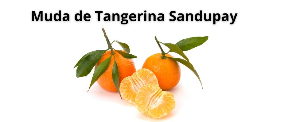 Muda de Tangerina Sandupay