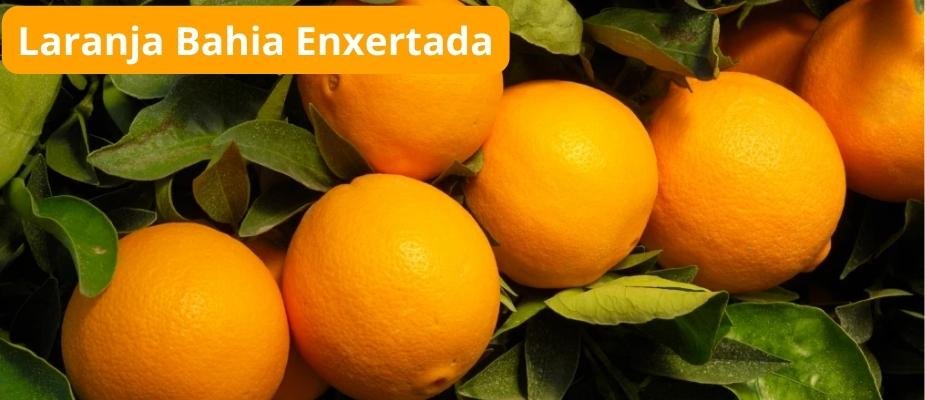 Como Cultivar Muda de Laranja Bahia Enxertada