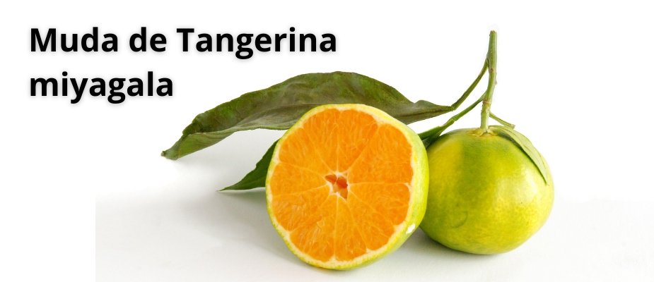 Muda de Tangerina Miyagawa