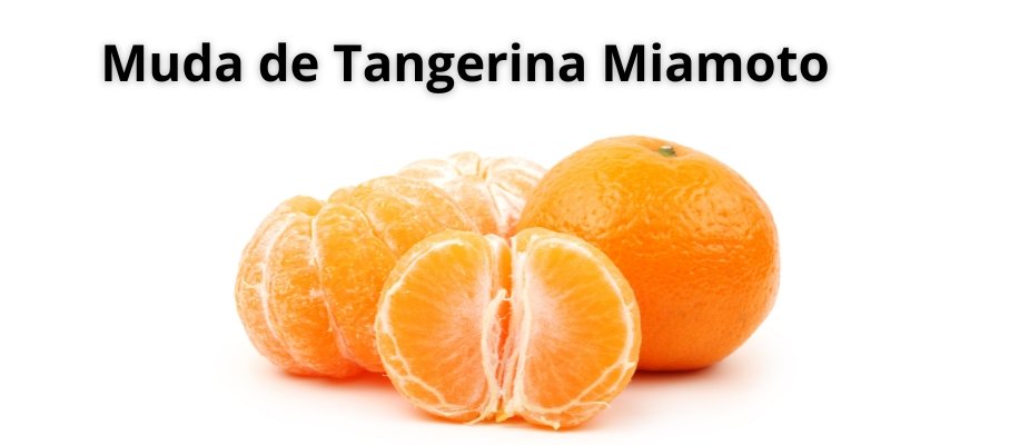 Muda de Tangerina Miamoto