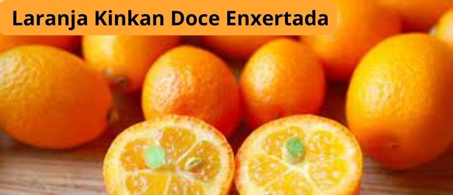 Como Cultivar Muda de Laranja Kinkan Doce Enxertada Como Cultivar Muda de Laranja Kinkan Doce Enxertada