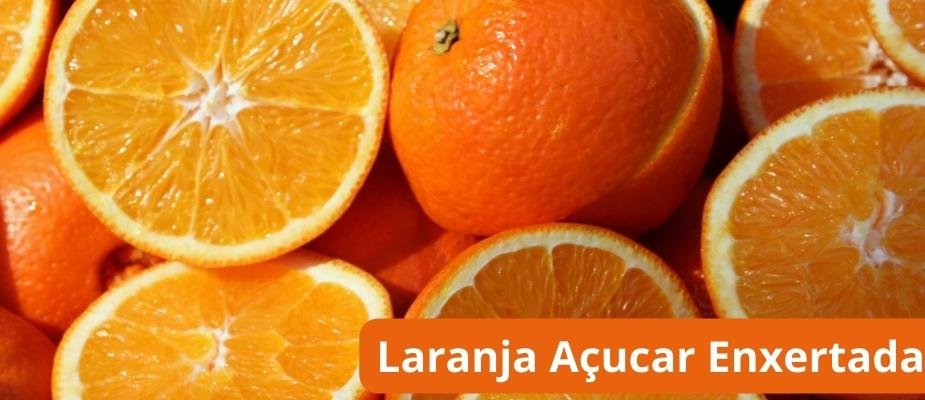 Como Cultivar Muda de Laranja Açucar Enxertada