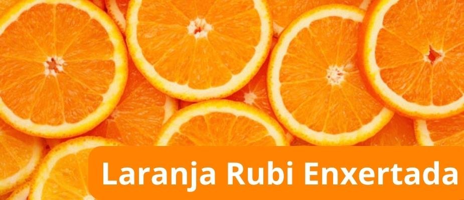 Como Cultivar Muda de Laranja Rubi Enxertada