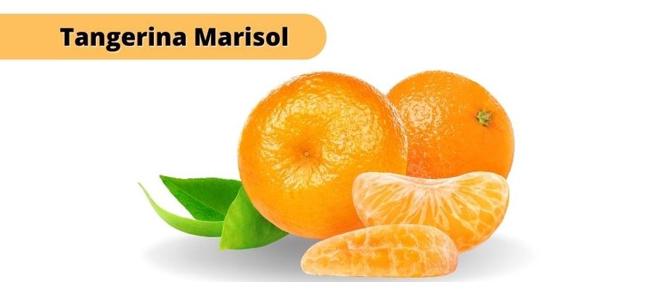 Tangerina Marisol Tangerina Marisol