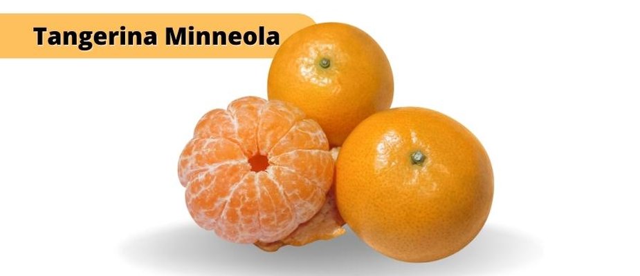 Tangerina Minneola Tangerina Minneola