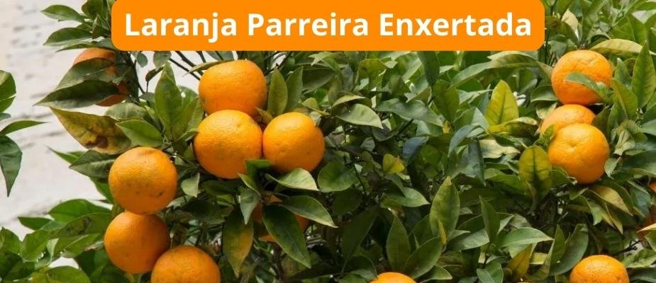 Como Cultivar Muda de Laranja Parreira Enxertada