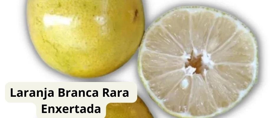 Como Cultivar Muda de Laranja Branca (Rara) Enxertada