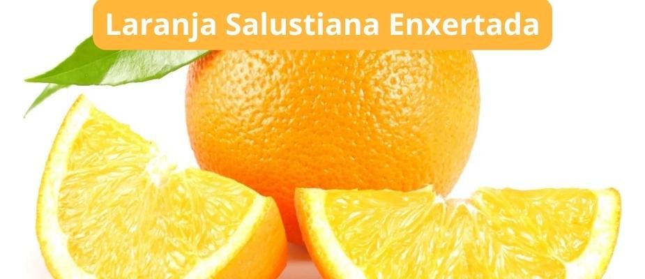Como Cultivar Muda de Laranja Salustiana Enxertada Como Cultivar Muda de Laranja Salustiana Enxertada