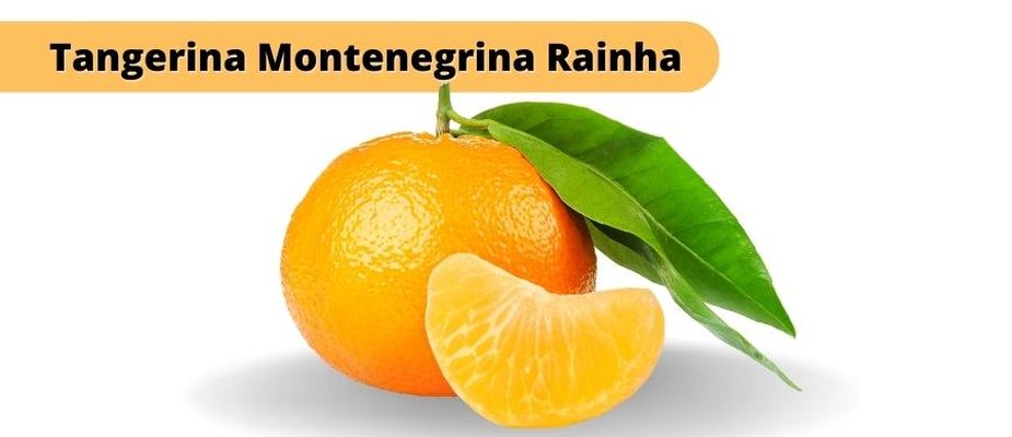 Tangerina Montenegrina Rainha