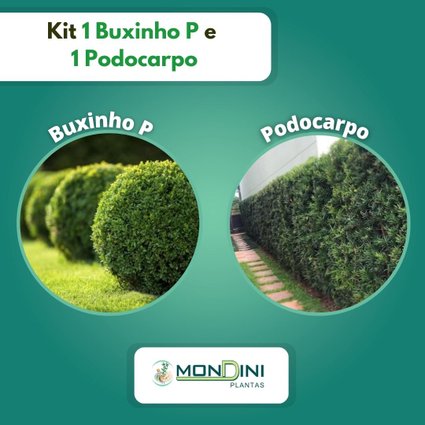 kit 1 buxinho p e 1 podocarpo