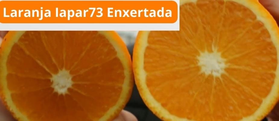 Como Cultivar Muda de Laranja Iapar 73 Enxertada