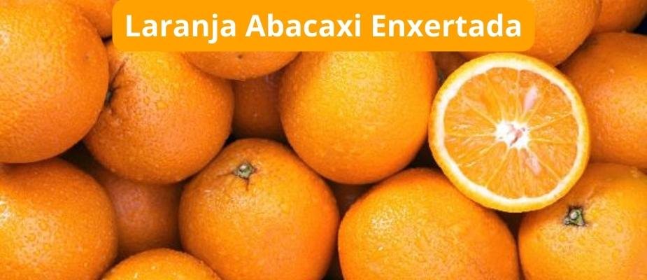 Como Cultivar Muda de Laranja Abacaxi Enxertada Como Cultivar Muda de Laranja Abacaxi Enxertada