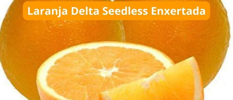 Como Cultivar Muda de Laranja Delta Seedless Enxertada Como Cultivar Muda de Laranja Delta Seedless Enxertada