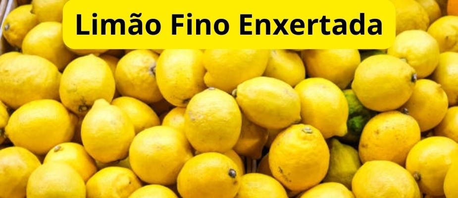 Como Cultivar Muda de Limão Fino Enxertada Como Cultivar Muda de Limão Fino Enxertada