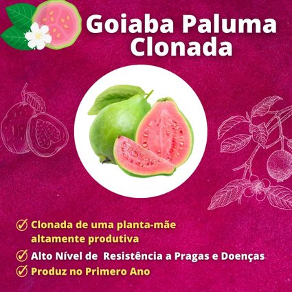 Muda de Goiaba Paluma Clonada Mondini Plantas