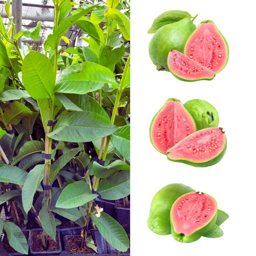 Muda de Goiaba Paluma Clonada Mondini Plantas