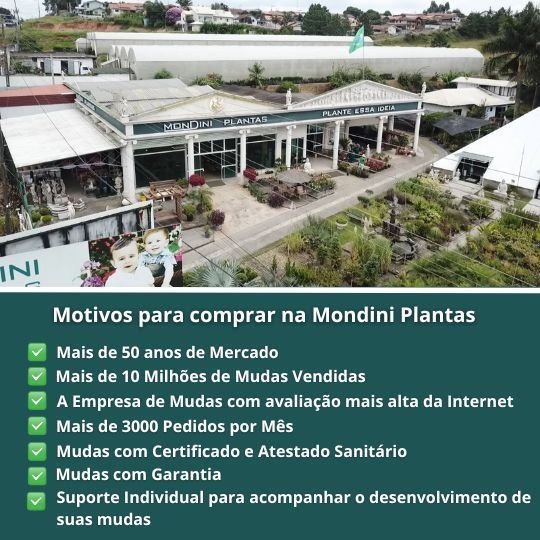 10 motivos para comprar na mondini plantas
