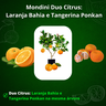 mondini duo citrus limao cravo e tahiti 4