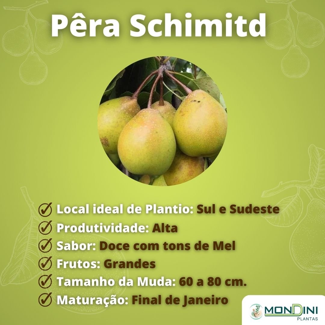 Muda de Pera Macia Schimitd (Manteiga) Enxertada