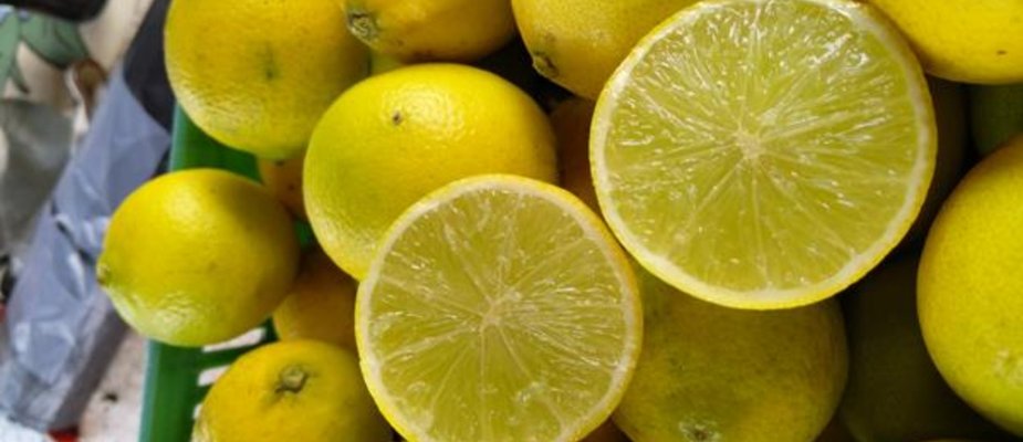 Como Cultivar Muda de Limão Galego Como Cultivar Muda de Limão Galego