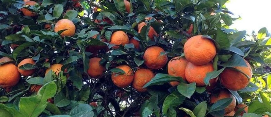 Como Cultivar Muda de Limão Cravo