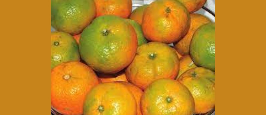 Como Cultivar Muda de Tangerina Caí Silvana Enxertada