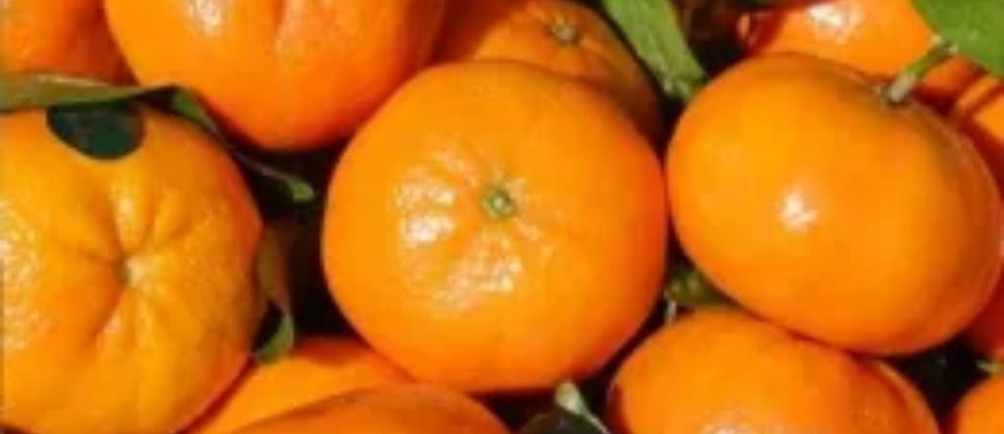 Como Cultivar Muda de Tangerina Clemenules Enxertada Como Cultivar Muda de Tangerina Clemenules Enxertada