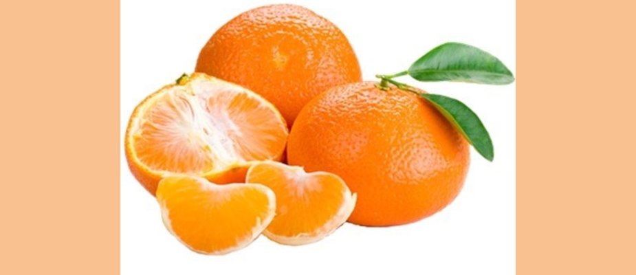 Como Cultivar Muda de Tangerina Ortanique Enxertada