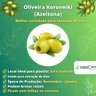 Muda de Azeitona Oliveira Koroneiki Muda de Azeitona Oliveira Koroneiki
