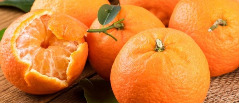 Como Cultivar Muda de Tangerina Murcott Enxertada Como Cultivar Muda de Tangerina Murcott Enxertada