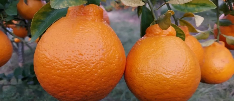Como Cultivar Muda de Tangerina Dekopon Enxertada Como Cultivar Muda de Tangerina Dekopon Enxertada