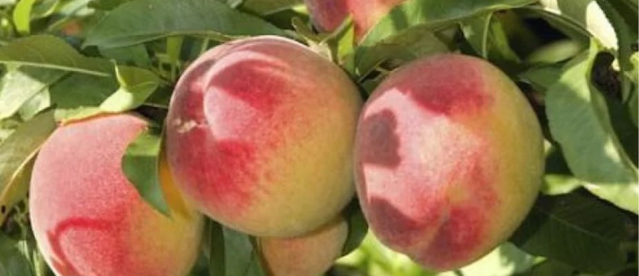 Como Cultivar Muda de Pêssego Delicioso Enxertado