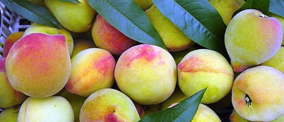 Como Cultivar Muda de Pêssego Premier Enxertada Como Cultivar Muda de Pêssego Premier Enxertada