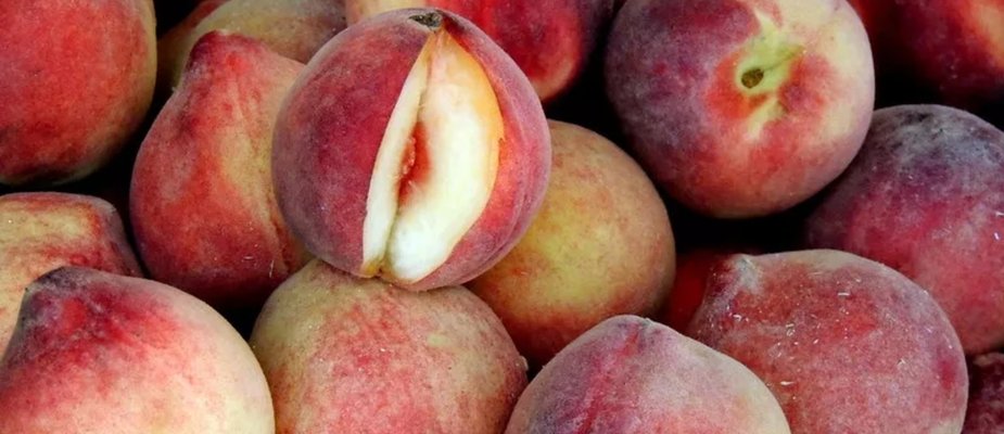 Como Cultivar Muda de Pêssego Barbosa Enxertado