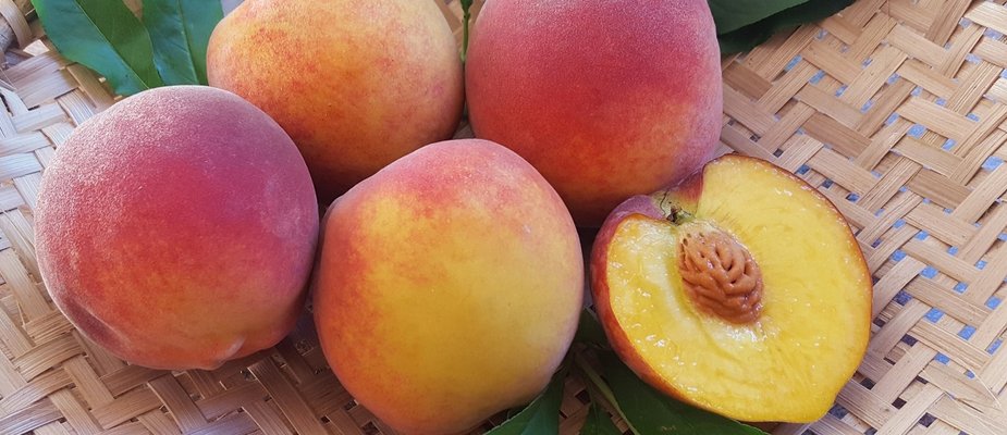 Como Cultivar Muda de Pêssego Douradão Enxertado Como Cultivar Muda de Pêssego Douradão Enxertado