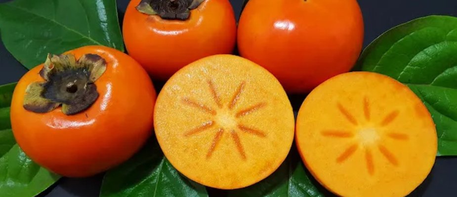 Como Cultivar Muda de Caqui Fuyu Enxertada Como Cultivar Muda de Caqui Fuyu Enxertada