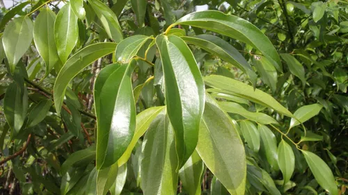 Muda de Canela Doce