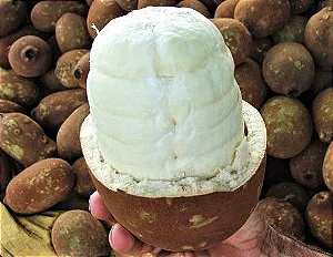 Muda de Cupuaçu