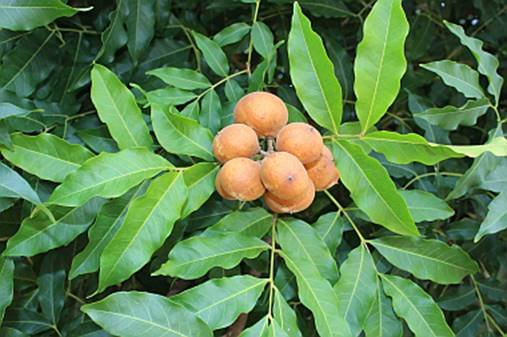 Muda de Pitomba