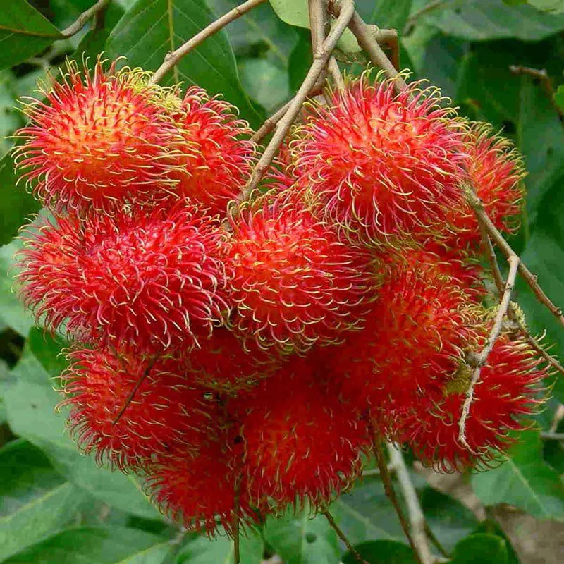Muda de Rambutan (Nephelium lappaceum) de Produção Rápida