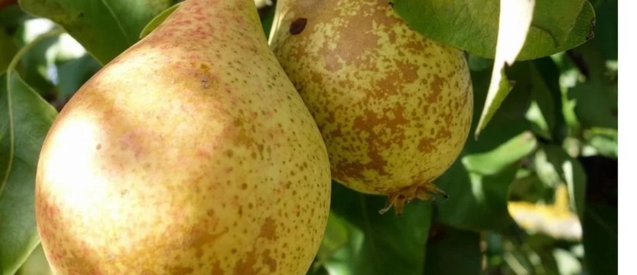 Como Cultivar Muda de Pera Kaifer Enxertada Como Cultivar Muda de Pera Kaifer Enxertada