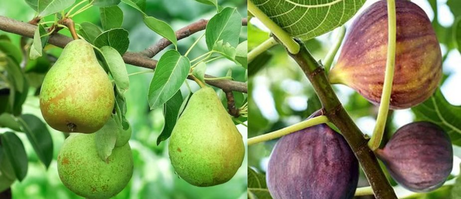 5 Mudas Para Você ter em seu Pomar